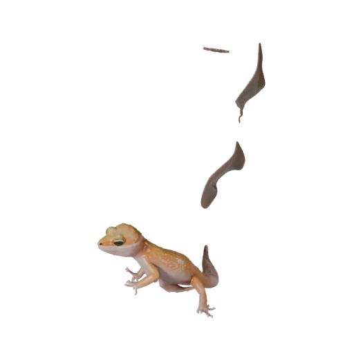 Sunset Gecko